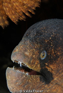 Portrait of a blackcheek moray. by Valda Fraser 